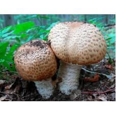 Мицелий Шампиньона августовского (Agaricus augustus) Мицелий Шампиньона августовского (Agaricus augustus)