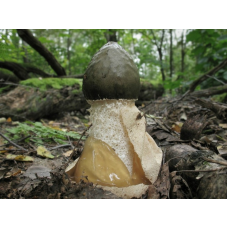 Мицелий Веселки обыкновенной (Phallus impudicus) Мицелий Веселки обыкновенной (Phallus impudicus)