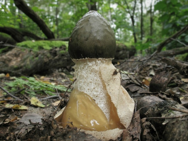 Мицелий Веселки обыкновенной (Phallus impudicus)