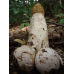 Мицелий Веселки обыкновенной (Phallus impudicus)