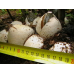 Мицелий Веселки обыкновенной (Phallus impudicus)