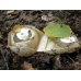 Мицелий Веселки обыкновенной (Phallus impudicus)