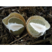 Мицелий Веселки обыкновенной (Phallus impudicus)
