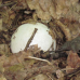 Мицелий Веселки обыкновенной (Phallus impudicus)