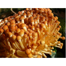Мицелий Энокитаке (Agaricus velutipes)