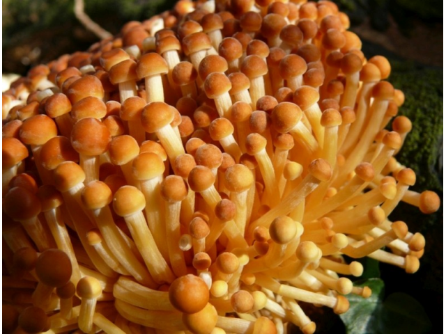Мицелий Энокитаке (Agaricus velutipes)