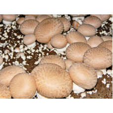 Мицелий Шампиньона королевского (Agaricus bisporus) Мицелий Шампиньона королевского (Agaricus bisporus)
