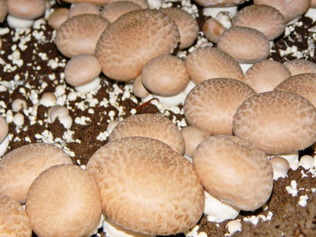 Мицелий Шампиньона королевского (Agaricus bisporus) Мицелий Шампиньона королевского (Agaricus bisporus)