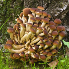 Мицелий Эребии / Агроцибе (Аgrocybe aegerita) Мицелий Эребии / Агроцибе (Аgrocybe aegerita)