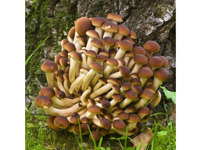 Мицелий Эребии / Агроцибе (Аgrocybe aegerita)