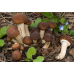 Мицелий Эребии / Агроцибе (Аgrocybe aegerita)