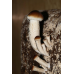 Мицелий Эребии / Агроцибе (Аgrocybe aegerita)