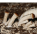 Мицелий Эребии / Агроцибе (Аgrocybe aegerita)
