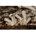 Мицелий Эребии / Агроцибе (Аgrocybe aegerita)