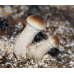 Мицелий Эребии / Агроцибе (Аgrocybe aegerita)