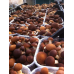 Мицелий Эребии / Агроцибе (Аgrocybe aegerita)