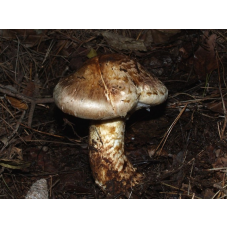 Мицелий Мацутакэ (Tricholoma matsutake)