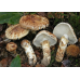 Мицелий Мацутакэ (Tricholoma matsutake)
