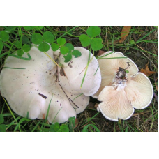 Мицелий Подвишенника / Подвишень (Clitopilus prunulus)