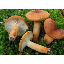 Мицелий Подмолочника / Груздь красно-коричневый (Lactarius volemus) Мицелий Подмолочника / Груздь красно-коричневый (Lactarius volemus)