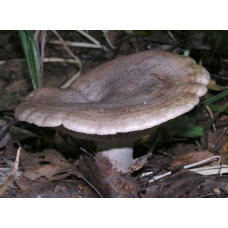 Мицелий Серушки / Груздь серо-лиловатый (Lactarius flexuosus)