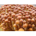 Мицелий Энокитаке (Agaricus velutipes)