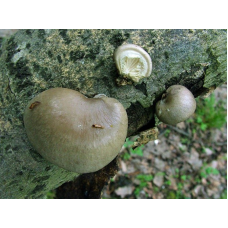 Мицелий Вешенки одиночной / Вешенка покрытая (Pleurotus calyptratus) Мицелий Вешенки одиночной / Вешенка покрытая (Pleurotus calyptratus)