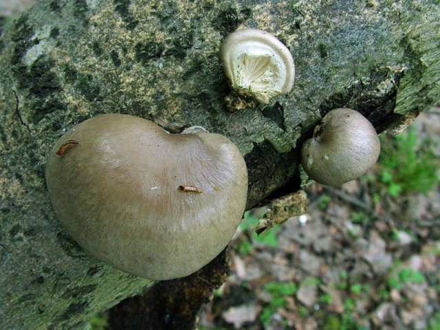 Мицелий Вешенки одиночной / Вешенка покрытая (Pleurotus calyptratus) Мицелий Вешенки одиночной / Вешенка покрытая (Pleurotus calyptratus)
