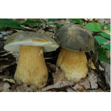 Мицелий Белого гриба темно-бронзового (Boletus aereus) Мицелий Белого гриба темно-бронзового (Boletus aereus)