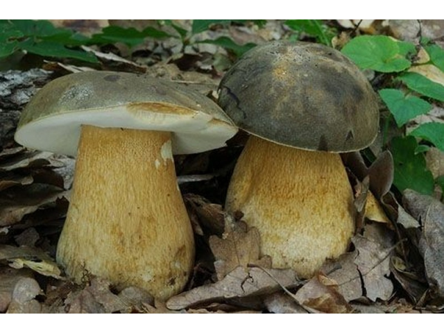 Мицелий Белого гриба темно-бронзового (Boletus aereus)