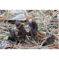 Мицелий Лопастника ямчатого / Лопастник бороздчатый (Helvella lacunosa)