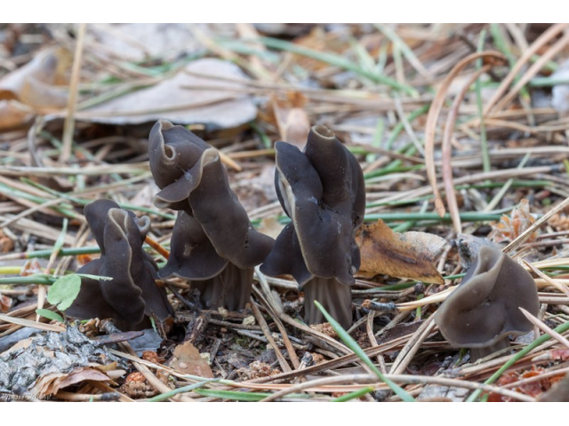Мицелий Лопастника ямчатого / Лопастник бороздчатый (Helvella lacunosa)