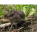 Мицелий Лопастника ямчатого / Лопастник бороздчатый (Helvella lacunosa)