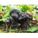 Мицелий Лопастника ямчатого / Лопастник бороздчатый (Helvella lacunosa)