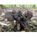 Мицелий Лопастника ямчатого / Лопастник бороздчатый (Helvella lacunosa)