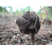 Мицелий Лопастника ямчатого / Лопастник бороздчатый (Helvella lacunosa)