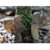 Мицелий Лопастника ямчатого / Лопастник бороздчатый (Helvella lacunosa)