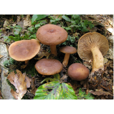 Мицелий Краснушки / Груздь сладкий (Lactarius subdulcis)