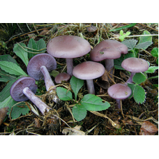 Мицелий Синички / Рядовка сорная (Lepista sordida)