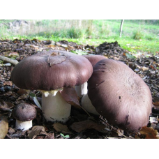 Мицелий Кольцевика / Строфария морщинисто-кольцевая (Stropharia rugoso-annulata)