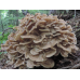 Мицелий Мейтаке / Грифола курчавая ( Grifola frondosa)
