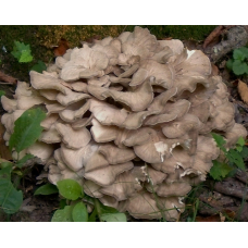 Мицелий Мейтаке / Грифола курчавая ( Grifola frondosa)