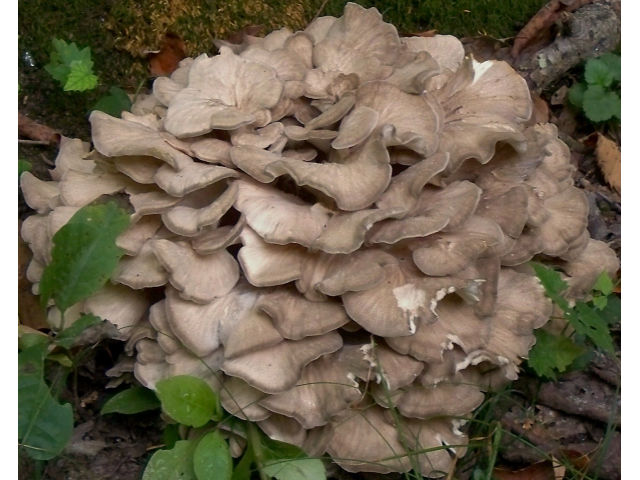 Мицелий Мейтаке / Грифола курчавая ( Grifola frondosa)