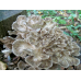 Мицелий Мейтаке / Грифола курчавая ( Grifola frondosa)
