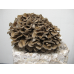 Мицелий Мейтаке / Грифола курчавая ( Grifola frondosa)