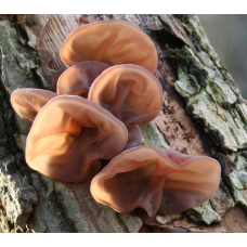 Мицелий Муэра / Древесное ухо (Auricularia auricula)