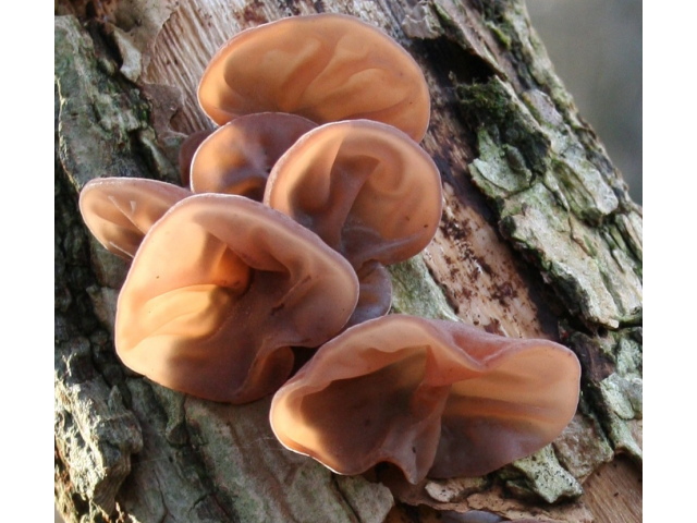 Мицелий Муэра / Древесное ухо (Auricularia auricula)