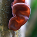 Мицелий Муэра / Древесное ухо (Auricularia auricula)