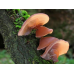 Мицелий Муэра / Древесное ухо (Auricularia auricula)