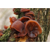 Мицелий Муэра / Древесное ухо (Auricularia auricula)